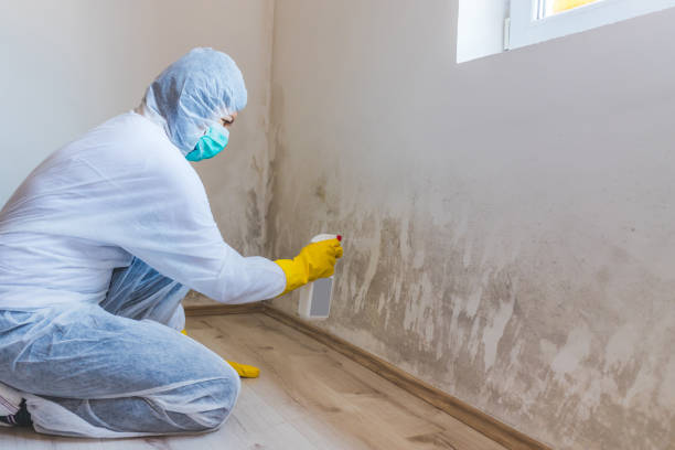 Licensed Mold Remediation service in Columbia, KY - WQB Mold Removal